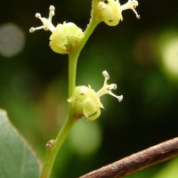 Cleistanthus patulus (Roxb.) Müll.Arg.